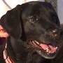 Roxy black lab dog